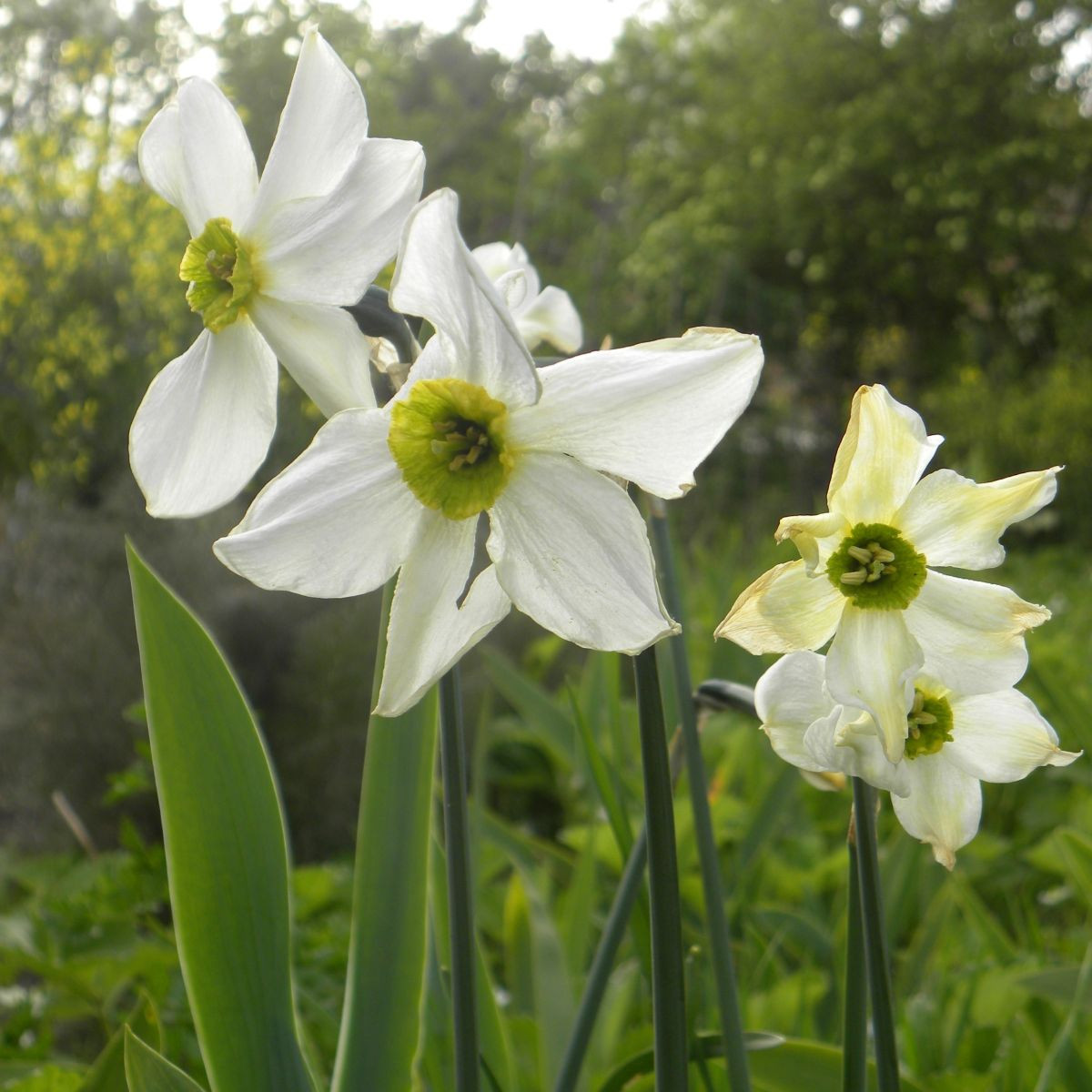 Narcis Sinopel - Narcissus - cibule narcisu - 3 ks