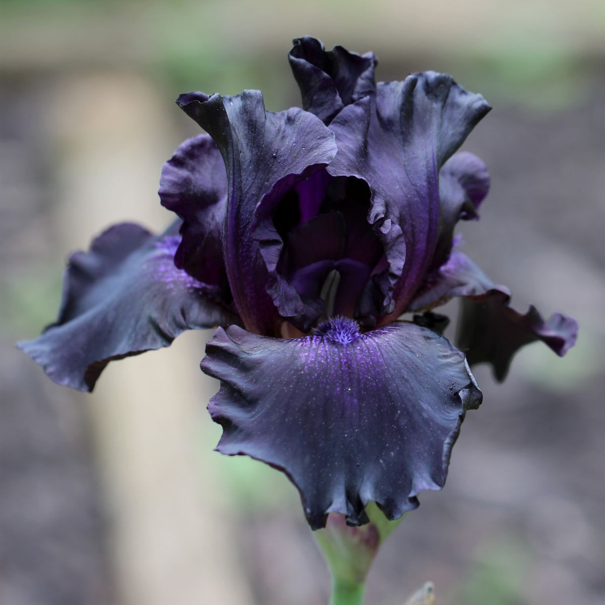 Kosatec německý Black Night - Iris germanica - hlízy kosatce - 1 ks