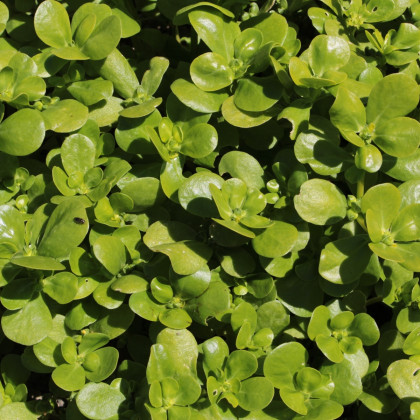 Šrucha zelná - Portulaca oleracea sativa - semena šruchy - 200 ks