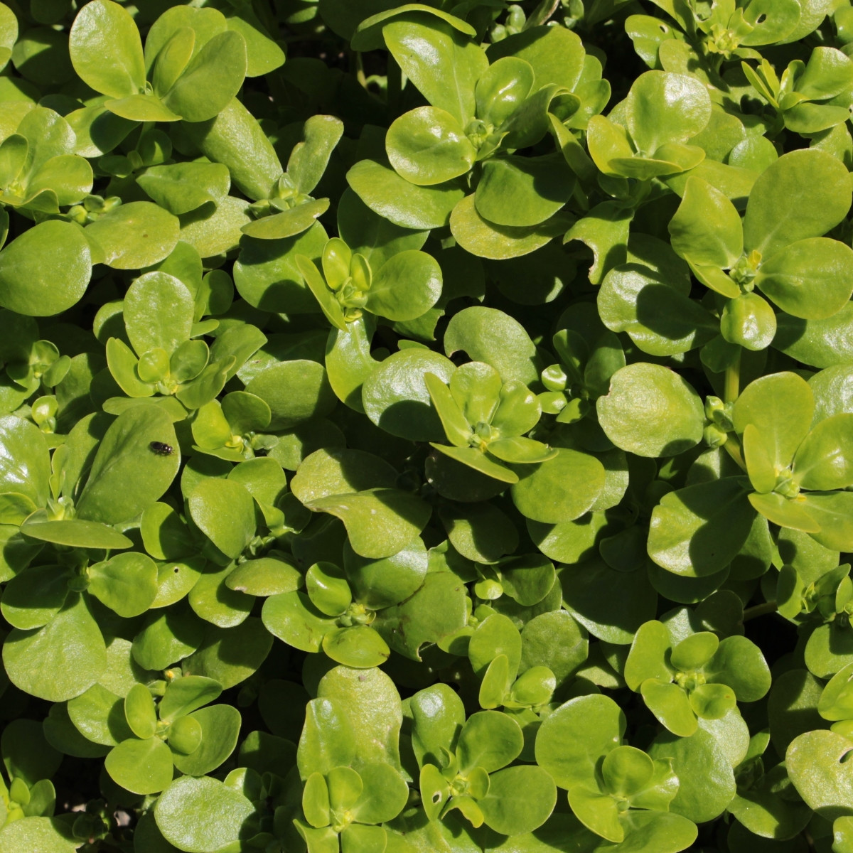 Šrucha zelná - Portulaca oleracea sativa - semena šruchy - 200 ks