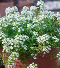 Tařicovka přímořská Yucon White - Lobularia maritima - semena tařicovky - 50 ks