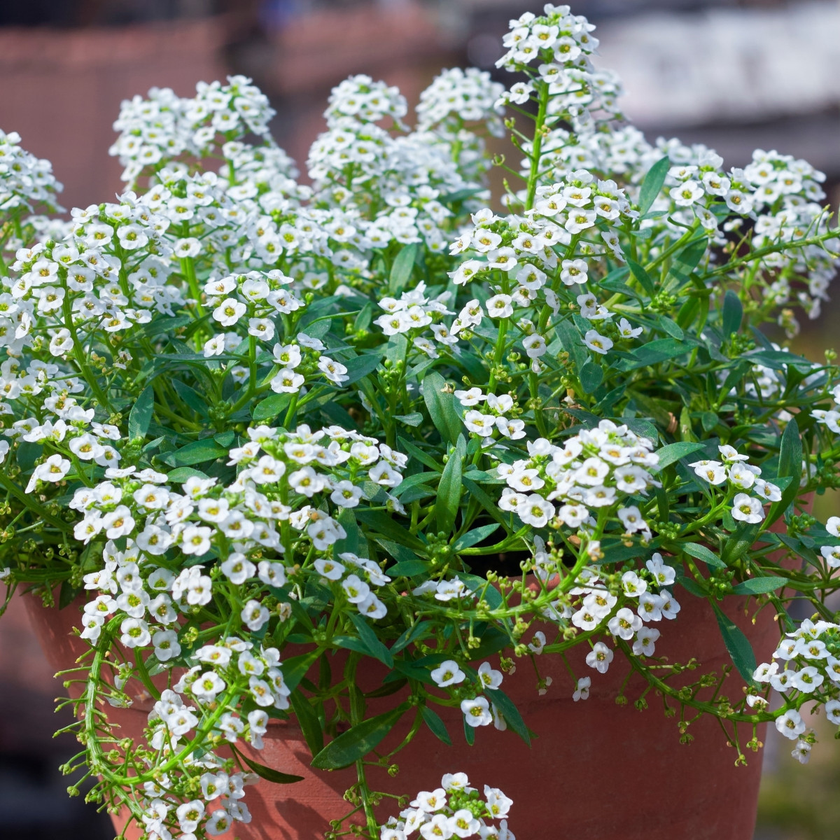 Tařicovka přímořská Yucon White - Lobularia maritima - semena tařicovky - 50 ks