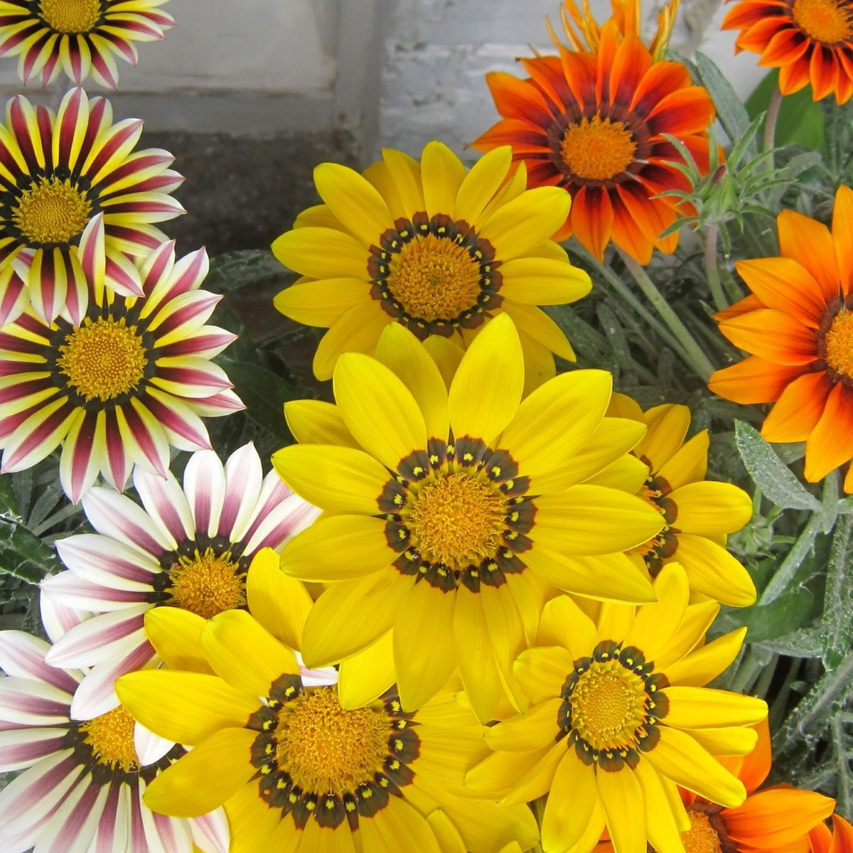 Gazánie Kiss Flame Mix F1 - Gazania rigens - semena gazánie - 18 ks