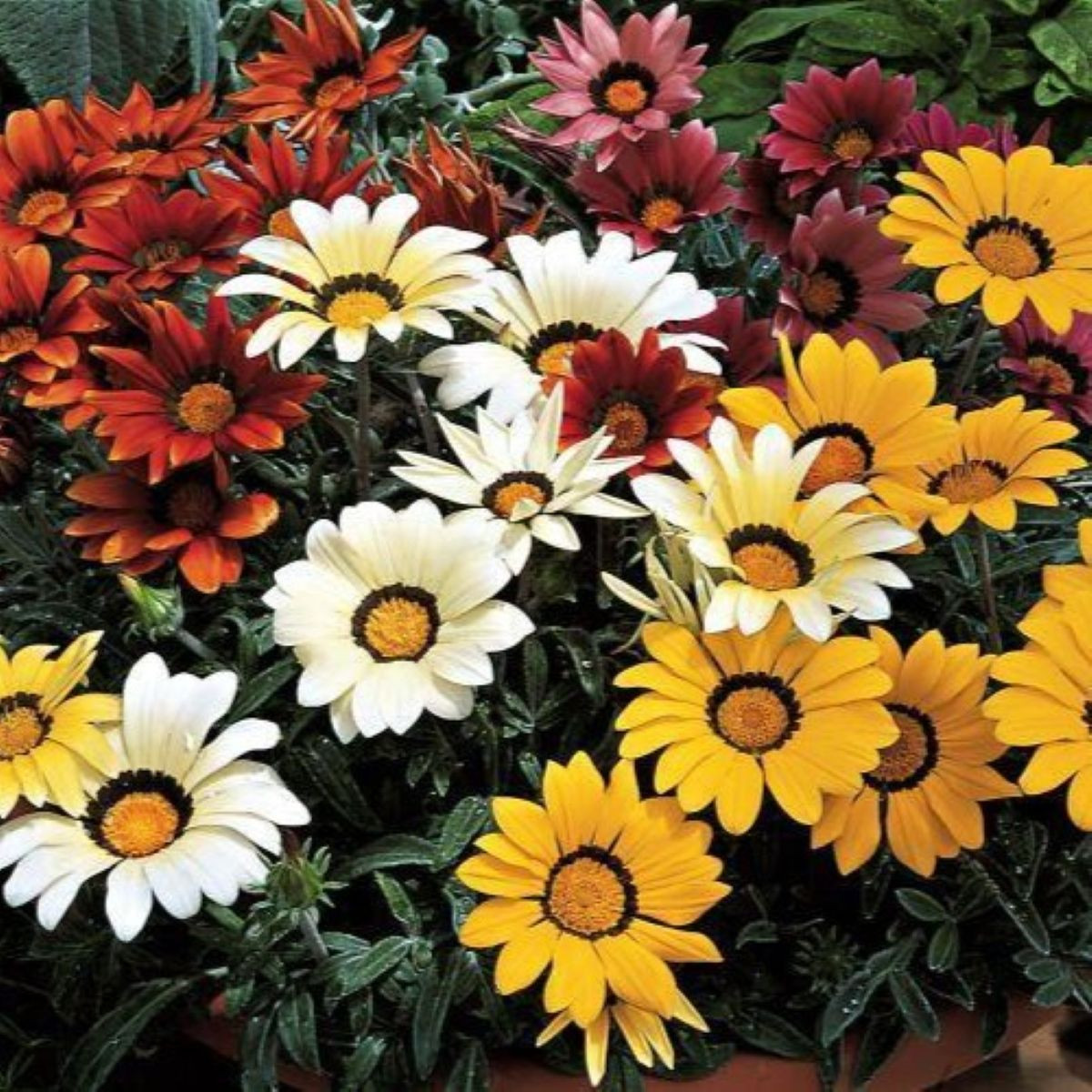 Gazánie Kiss Flame Mix F1 - Gazania rigens - semena gazánie - 18 ks