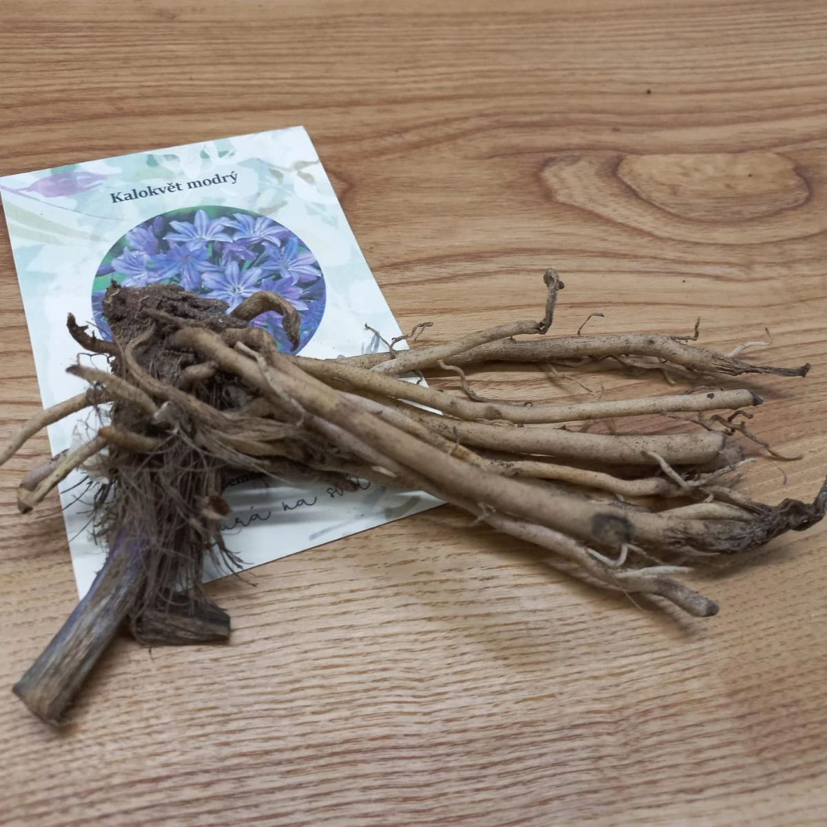 Kalokvět modrý - Agapanthus praecox - prostokořenné sazenice kalokvětu - 1 ks