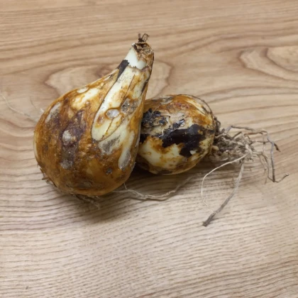 Ladoník modrý - Camassia - cibule ladoníku - 2 ks