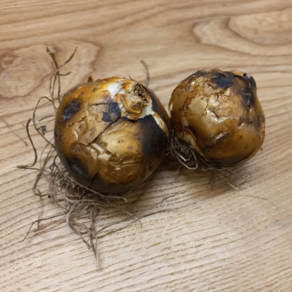 Ladoník bílý - Camassia alba - cibule ladoníku - 2 ks