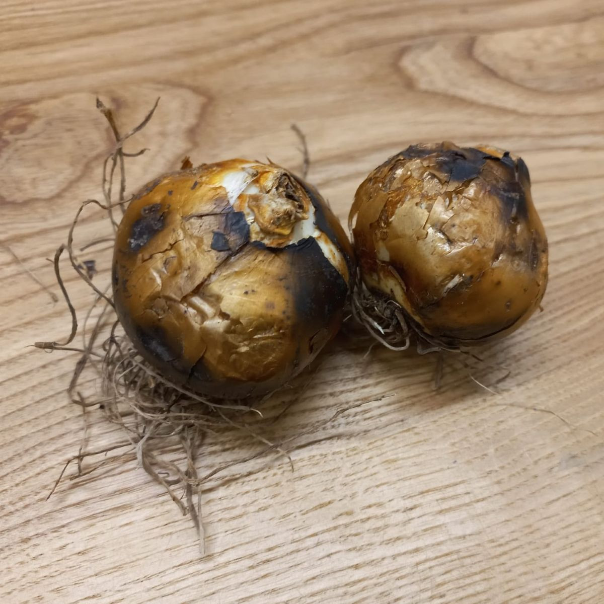 Ladoník bílý - Camassia alba - cibule ladoníku - 2 ks