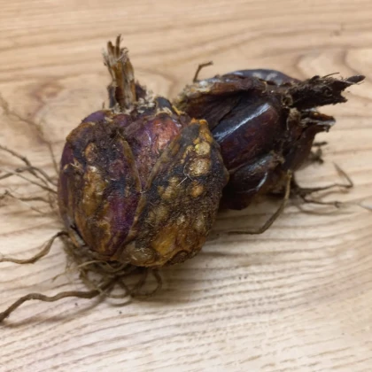 Lilie královská - Lilium regale - cibule lilie - 1 ks