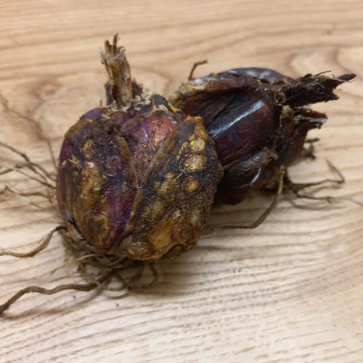 Lilie královská - Lilium regale - cibule lilie - 1 ks