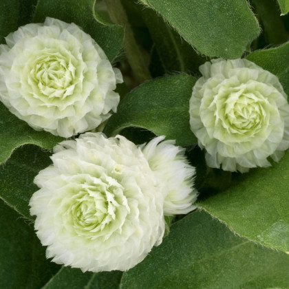 Pestrovka Ping Pong White - Gomphrena globosa - semena pestrovky - 20 ks