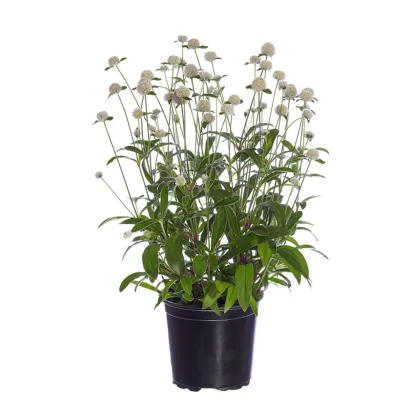 Pestrovka Ping Pong White - Gomphrena globosa - semena pestrovky - 20 ks