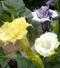 Durman metelový Ballerina Formula Mixture - Datura metel - semena durmanu - 5 ks