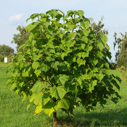Paulovnie Shan Tong – Paulownia Shantong hybrid – semena paulovnie - 15 ks