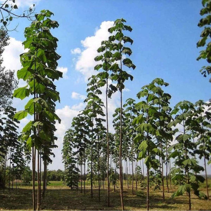 Paulovnie Shan Tong – Paulownia Shantong hybrid – semena paulovnie - 15 ks