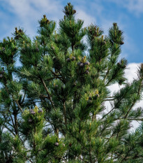 Borovice Limba - Pinus cembra - semena borovice - 7 ks