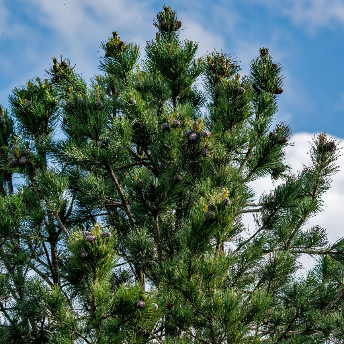 Borovice Limba - Pinus cembra - semena borovice - 7 ks