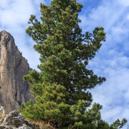 Borovice Limba - Pinus cembra - semena borovice - 7 ks