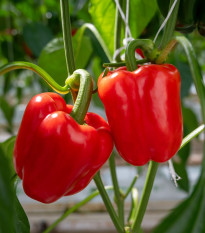 BIO Paprika Quadrato d Asti Rosso - Capsicum annuum - semena papriky - 8 ks