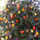 Bio Chilli Lila Luzi - Capsicum frutescens - bio semena chilli - 8 ks