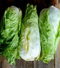 BIO Čekanka hlávková Nettuno - Cichorium intybus - semena čekanky - 100 ks