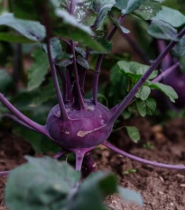 BIO Kedluben Blaro – Brassica oleracea var. gongylodes – bio nasiona