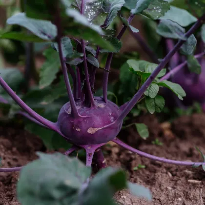 BIO Kedluben Blaro - Brassica oleracea var. gongylodes - bio nasiona kalarepy - 50 szt.