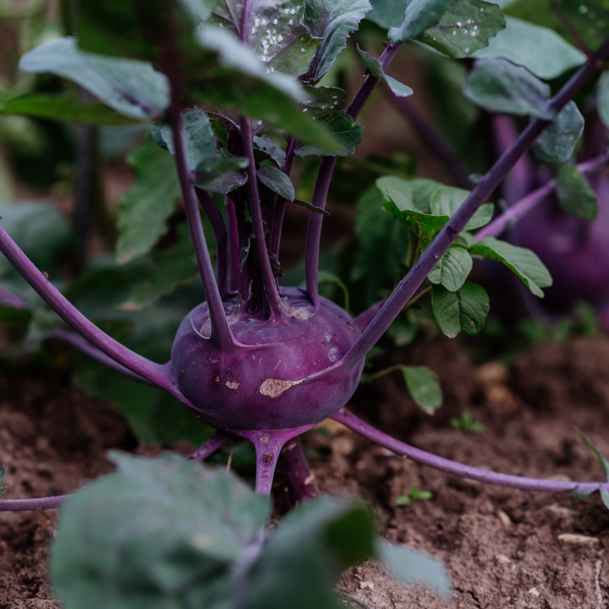 BIO Kedluben Blaro – Brassica oleracea var. gongylodes – bio nasiona