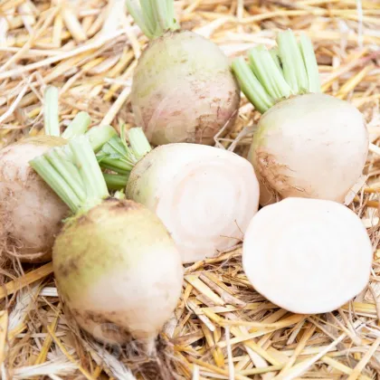 BIO Řepa červená Albina Vereduna - Beta vulgaris conditiva - bio semena řepy - 50 ks