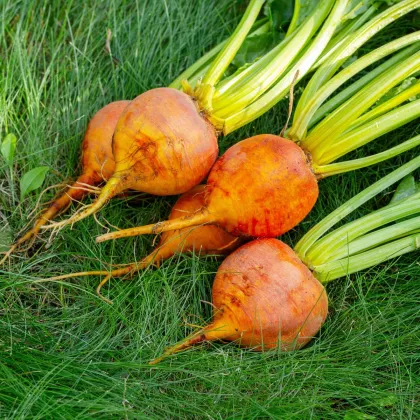 BIO Řepa červená Burpees Golden - Beta vulgaris conditiva - bio semena řepy - 50 ks
