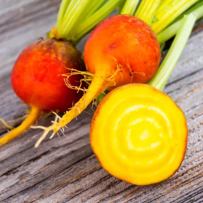 BIO Řepa červená Burpees Golden - Beta vulgaris conditiva - bio semena řepy - 50 ks