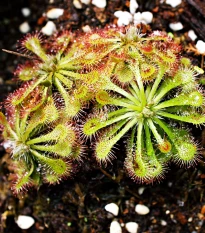 Rosnatka aliciae - Drosera alicinaea - semena rosnatky - 10 ks
