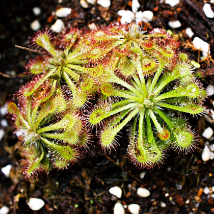 Rosnatka aliciae - Drosera alicinaea - semena rosnatky - 10 ks