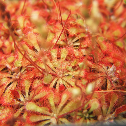 Rosnatka spathulata - drosera spathulata - semena rosnatky - 10 ks