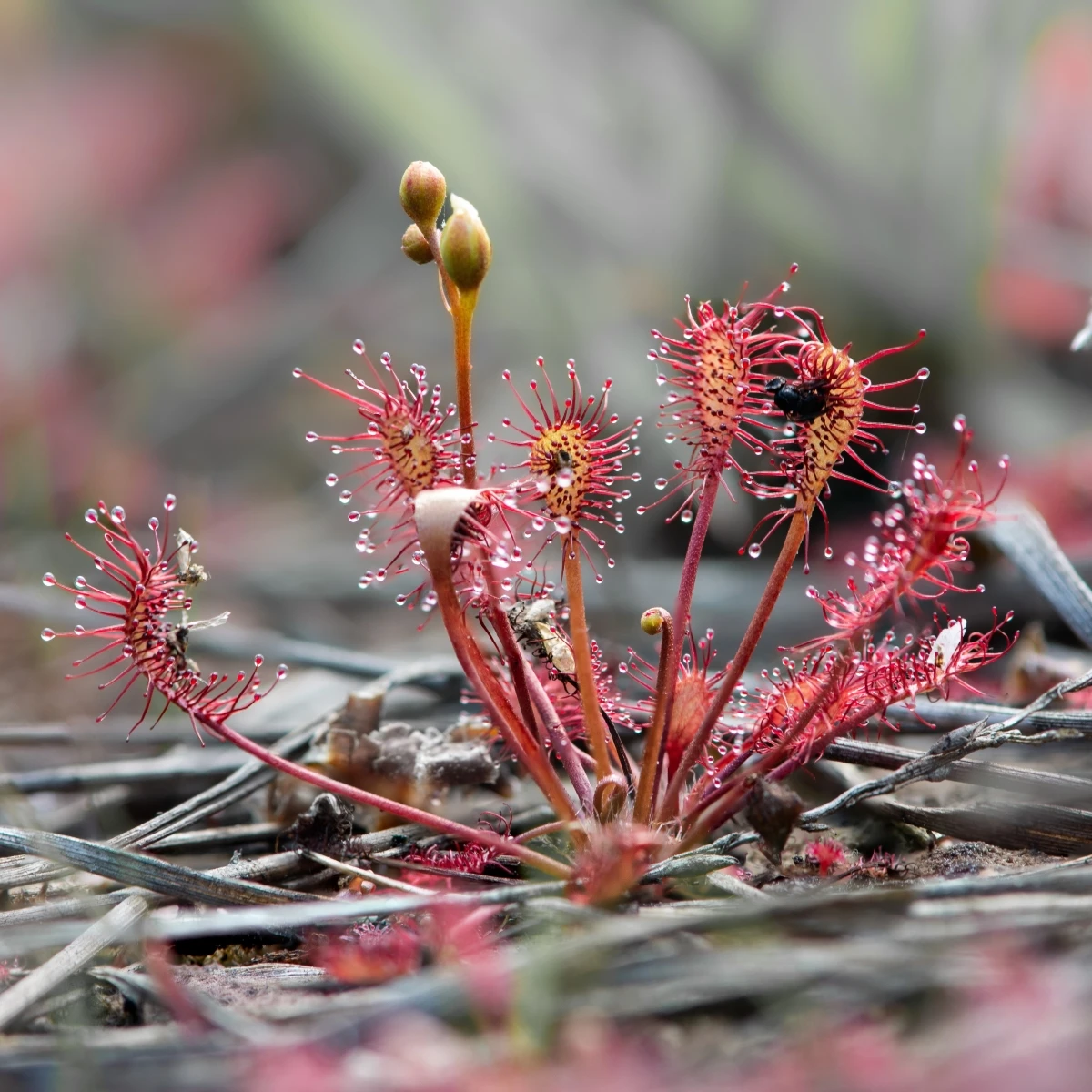 Rosnatka kapská Red Bonn - Drosera capensis - semena rosnatky - 10 ks