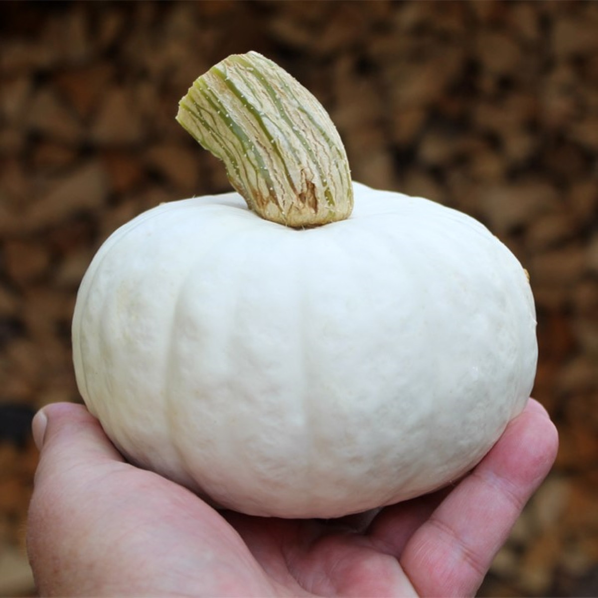 Tykev White Lamp F1 - Cucurbita pepo - semena tykve - 6 ks