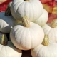 Tykev White Lamp F1 - Cucurbita pepo - semena tykve - 6 ks