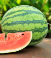 Meloun vodní Nanoor F1 - Citrullus lanatus - semena melounu - 6 ks