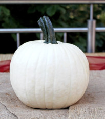 Tykev okrasná Avalanche F1 PMT - Cucurbita pepo - semena dýně - 6 ks