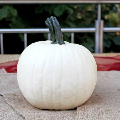 Tykev okrasná Avalanche F1 PMT - Cucurbita pepo - semena dýně - 6 ks