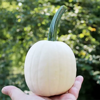 Tykev okrasná Snowdrop F1 - Cucurbita pepo - semena dýně - 6 ks