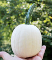 Tykev okrasná Snowdrop F1 - Cucurbita pepo - semena dýně - 6 ks
