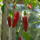 BIO Chilli Jalapeno - Capsicum annuum - bio semena chilli - 6 ks