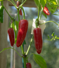 BIO Chilli Jalapeno Ruben - Capsicum annuum - bio nasiona chilli - 6 szt.