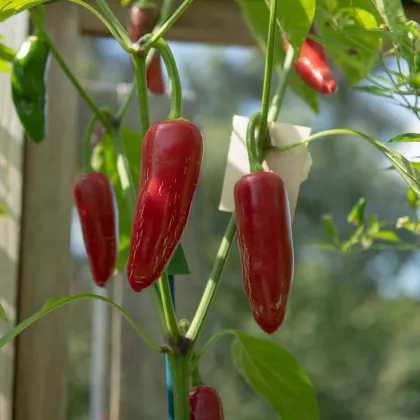 BIO Chilli Jalapeno Ruben - Capsicum annuum - bio nasiona chilli - 6 szt.