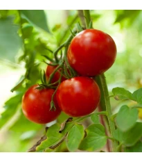 Nasiona pomidorów – pomidor tyczkowy Tornado F1 – Solanum lycopersicum