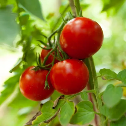 Nasiona pomidorów – pomidor tyczkowy Tornado F1 – Solanum lycopersicum