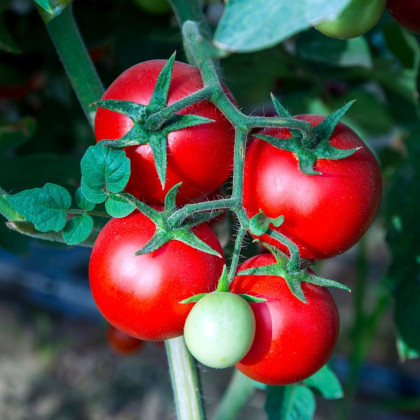 Nasiona pomidorów – pomidor tyczkowy Tornado F1 – Solanum lycopersicum
