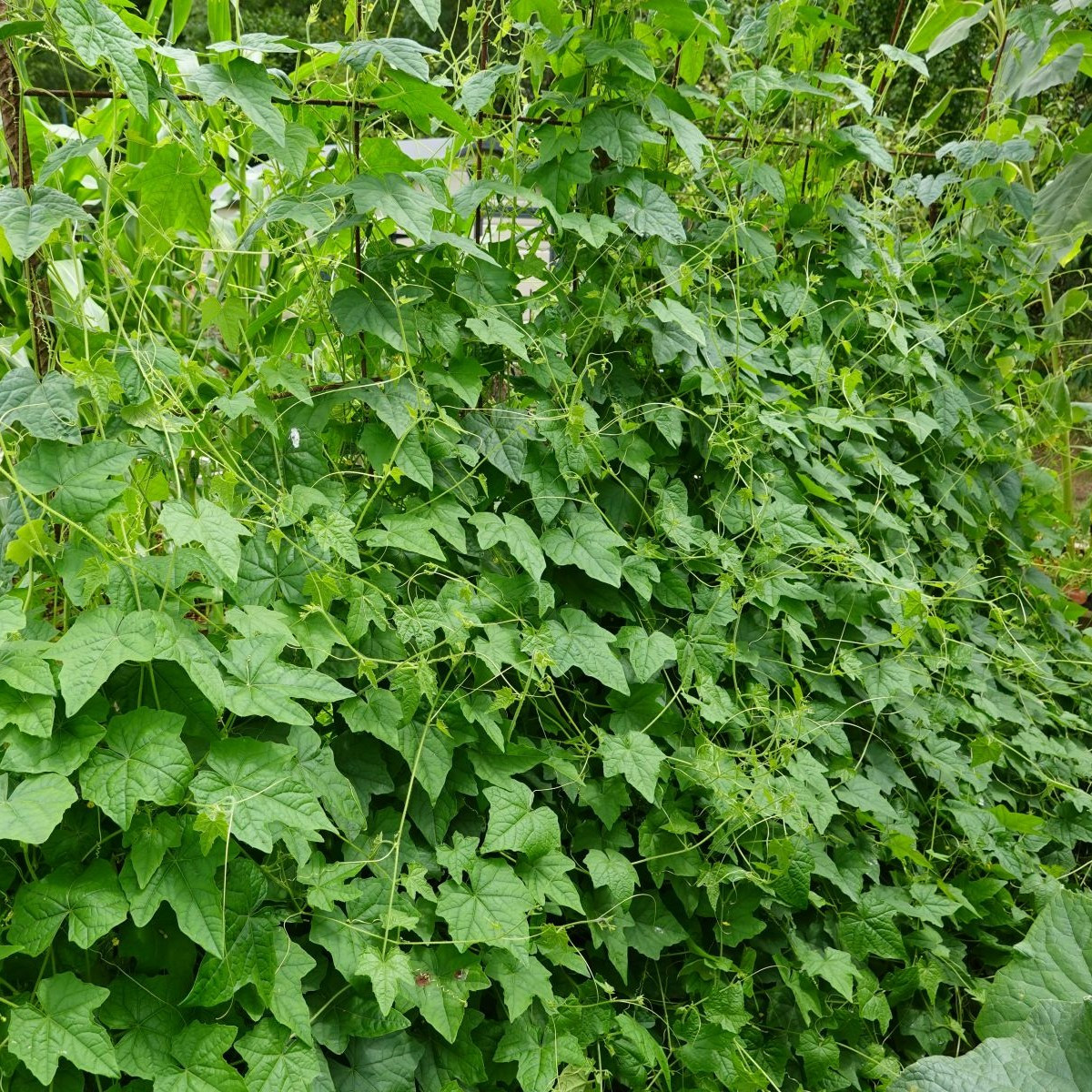 Mini ogórek meksykański - Melothria scabra - nasiona ogórka - 5 szt.