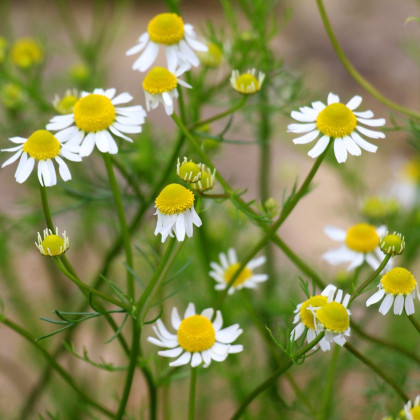 Rumianek pospolity - Matricaria recutita - uprawa